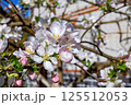Blossoming apple tree branches in spring sunshine create a vibrant garden atmosphere 125512053