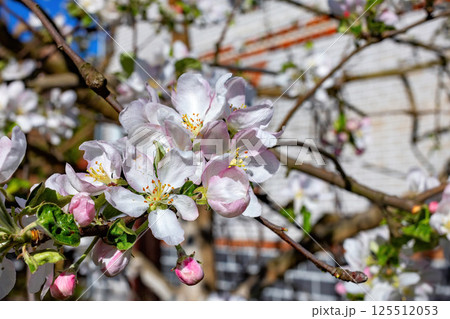Blossoming apple tree branches in spring sunshine create a vibrant garden atmosphere Blossoming apple tree branches in spring sunshine create a vibrant garden atmosphere 125512053