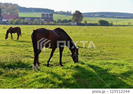 A beautiful horse is grazing on a green meadow on a sunny day. Concept for animals and nature. A beautiful horse is grazing on a green meadow on a sunny day. Concept for animals and nature. 125512244