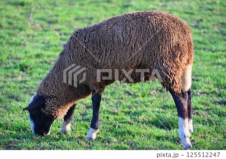 Sheep grazing in the field. Concept for animals and agriculture. Sheep grazing in the field. Concept for animals and agriculture. 125512247