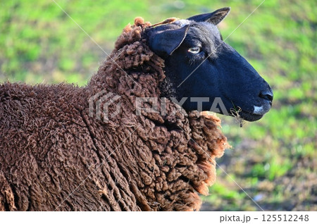 Sheep grazing in the field. Concept for animals and agriculture. Sheep grazing in the field. Concept for animals and agriculture. 125512248