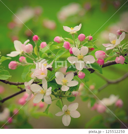 Spring background with blossoming fruit tree. Beautiful blooming apple tree in spring time. Spring background with blossoming fruit tree. Beautiful blooming apple tree in spring time. 125512250