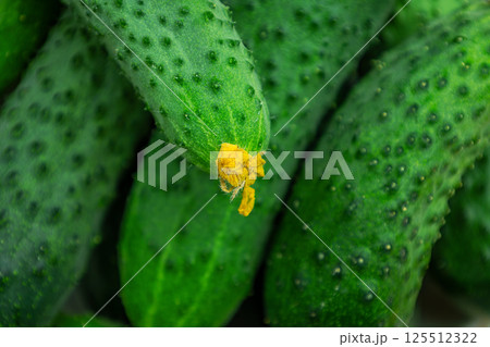 Freshly picked cucumbers displaying vibrant green and yellow hues Freshly picked cucumbers displaying vibrant green and yellow hues 125512322
