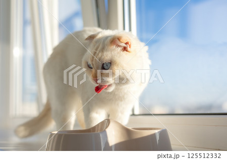 White scottish fold cat licking its nose by the window after eating 125512332