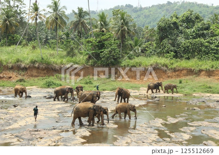 Elephants Enjoying a Refreshing Bath in Nature in Sri Lanka Elephants Enjoying a Refreshing Bath in Nature in Sri Lanka 125512669