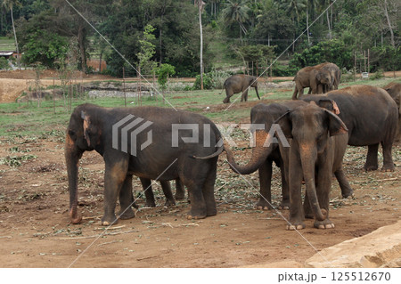 Elephants Enjoying a Refreshing Bath in Nature in Sri Lanka 125512670