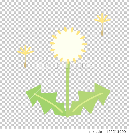タンポポの綿毛のイラスト 125513090