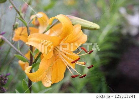 yellow lily flower, beautiful flower for designers. Changed color scheme. Colorful background. 125513241