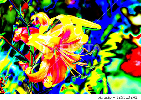 yellow lily flower, beautiful flower for designers. Changed color scheme. Colorful background. 125513242