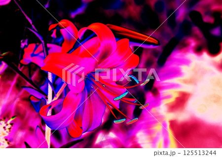 yellow lily flower, beautiful flower for designers. Changed color scheme. Colorful background. yellow lily flower, beautiful flower for designers. Changed color scheme. Colorful background. 125513244