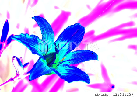 flower yellow lily on white background beautiful flower for designers flower yellow lily on white background beautiful flower for designers 125513257