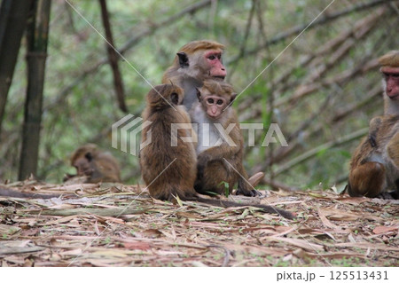 Family of Monkeys Resting in Natural Habitat 125513431