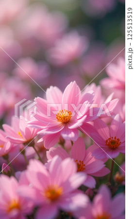 Bright pink flowers blooming in the sun close-up 125513519