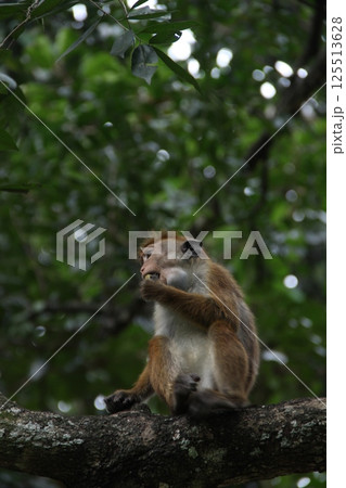 Monkey Gazes Upward on Tree in Dense Forest Monkey Gazes Upward on Tree in Dense Forest 125513628