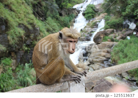 Monkey Sitting on Railing by a Waterfall 125513637