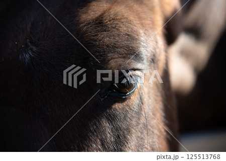 Close-up of a horses eye, brown horse portrait Close-up of a horses eye, brown horse portrait 125513768