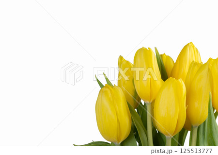 Minimalistic card with yellow tulips on white background. Minimalistic card with yellow tulips on white background. 125513777
