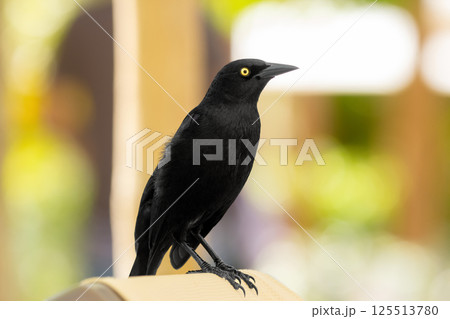 Noisy Great-tailed grackle perched on a lounge bed in the resort. 125513780