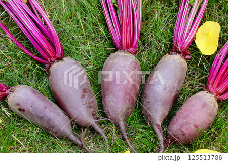 Bunch of beetroots are harvested lying on the green autumn lawn. Bunch of beetroots are harvested lying on the green autumn lawn. 125513786