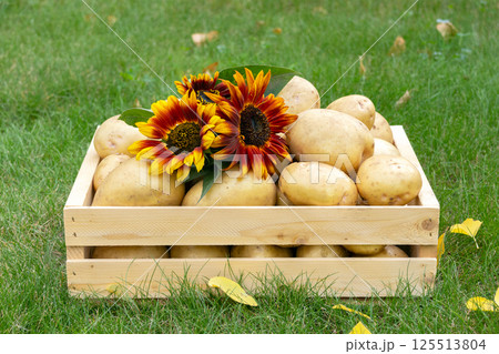 Yellow potatoes and red sunflowers in a wooden crate on the lawn. 125513804