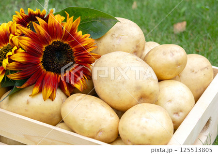Yellow potatoes and red sunflowers in a wooden crate on the lawn. 125513805