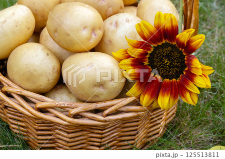 Yellow potatoes in the basket with sunflower on the green lawn in autumn. 125513811