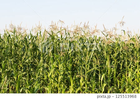 Young corn stalks in the cornfield Young corn stalks in the cornfield 125513968