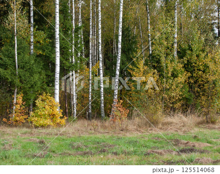 Birch trees in autumn forest 125514068