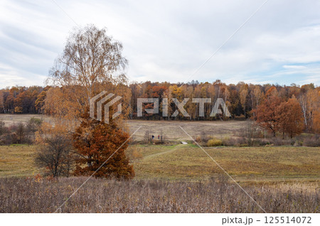 Yellow forest landscape in autumn 125514072