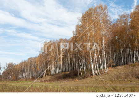 Yellow birch trees on a hill, autumn Yellow birch trees on a hill, autumn 125514077