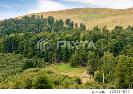 hills of Svydovets ridge behind the beech forest. green environment. beautiful scenery of Carpathian mountains, Ukraine 125514096