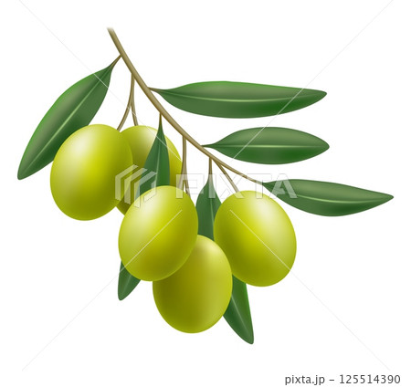 Realistic green olive branch Realistic green olive branch 125514390