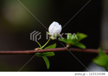 Close-up of a white cherry bud on a branch on a blurred background. Close-up of a white cherry bud on a branch on a blurred background. 125514396