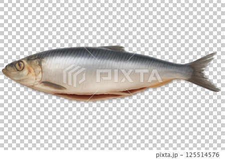 Fresh Silver Herring Displayed on a White Background Ready for Culinary Preparation 125514576