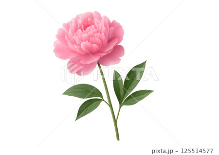 Beautiful Pink Peony Flower With Green Leaves Captured Against a White Background 125514577