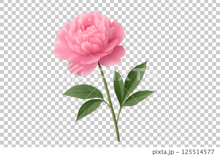Beautiful Pink Peony Flower With Green Leaves Captured Against a White Background 125514577