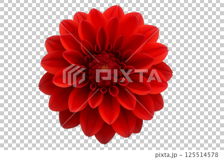Bright Red Dahlia Blooms Showcasing Intricate Petal Arrangement and Vibrant Color 125514578