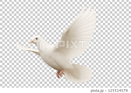 White Dove Flying Gracefully in a Bright Open Sky Above Lush Green Trees 125514579