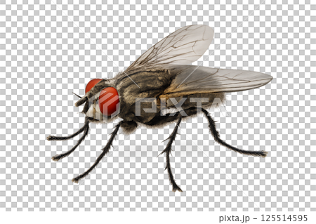 Close-up View of a Fly Showcasing Detailed Features and Distinctive Red Eyes 125514595