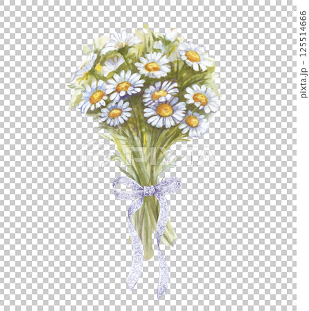 A bouquet of daisies tied with a white lace ribbon, hand-drawn. Watercolor illustration of white wildflowers on a white background. Isolated. Botanical illustration. Congratulation. Romance. 125514666