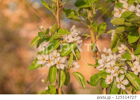 Tree in spring with white flowers and a bee on a branch. Fruit tree in bloom. Springtime. Tree in spring with white flowers and a bee on a branch. Fruit tree in bloom. Springtime. 125514727