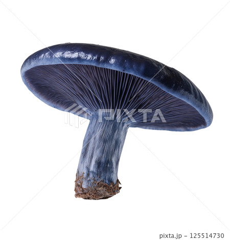Studio photo of Lactarius indigo mushroom showing vibrant blue coloration and detailed gills on a transparent background 125514730