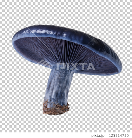 Studio photo of Lactarius indigo mushroom showing vibrant blue coloration and detailed gills on a transparent background 125514730