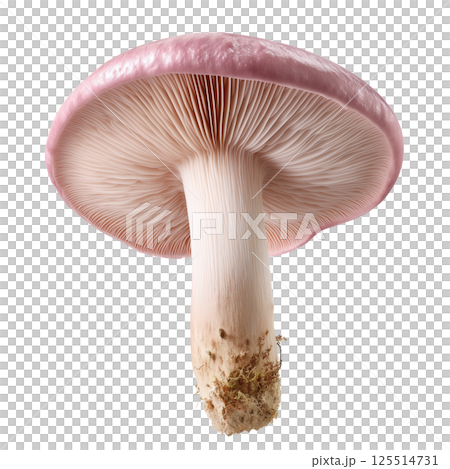High resolution macro photo of Lactarius torminosus mushroom isolated on transparent background captured with Canon RF 50mm f1.2L lens 125514731