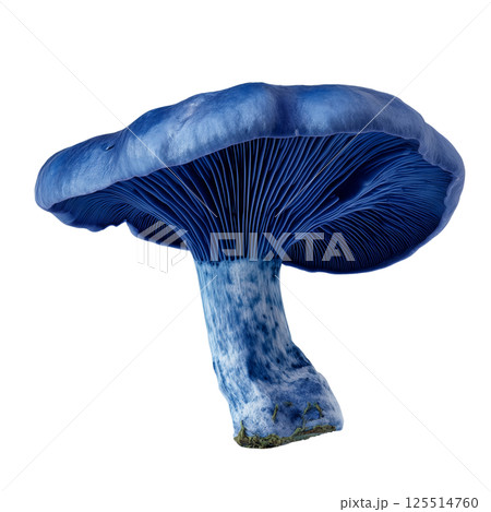 Studio photo of Lactarius indigo mushroom showing vibrant blue coloration and detailed gills on a transparent background 125514760