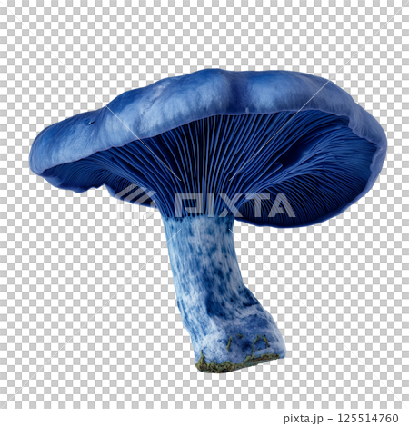 Studio photo of Lactarius indigo mushroom showing vibrant blue coloration and detailed gills on a transparent background 125514760