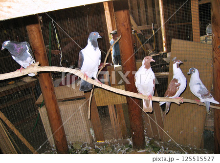 Groups of the pigeon in cage Groups of the pigeon in cage 125515527