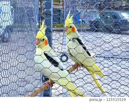 Groups of canary birds in a cage 125515529