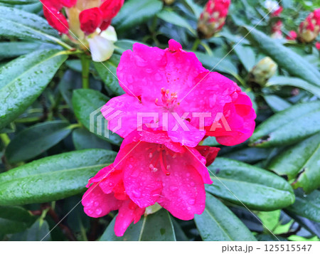 Red Azalea(Rhododendron) flowers under rain during spring Red Azalea(Rhododendron) flowers under rain during spring 125515547