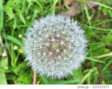 Field with white dandelion flowers Field with white dandelion flowers 125515577